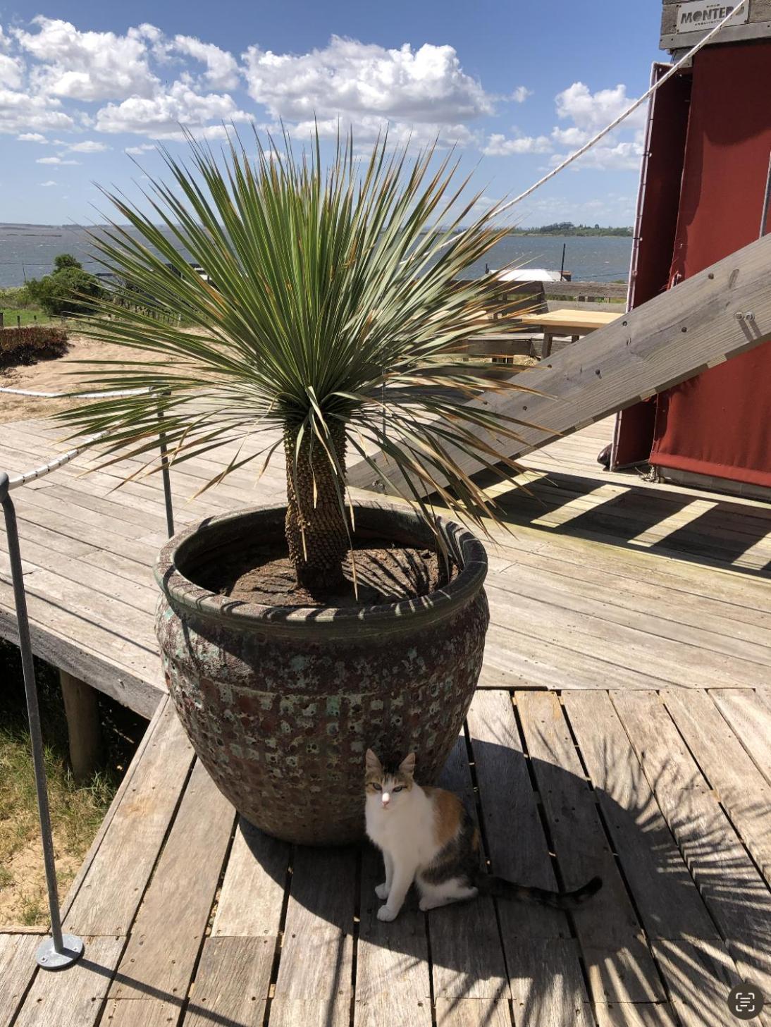 Posada El Pepe José Ignacio Buitenkant foto